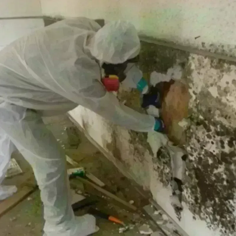 Mold Remediation and Removal in League City, TX